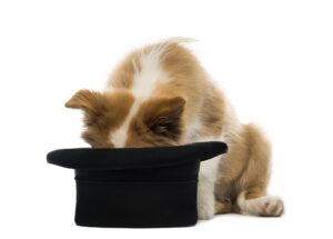 Border Collie puppy looking into a top hat