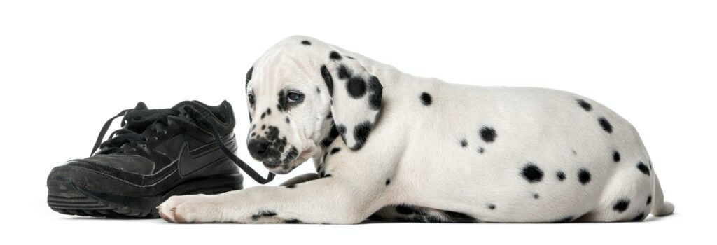 Dalmatian puppy chewing a shoe in front of a white background