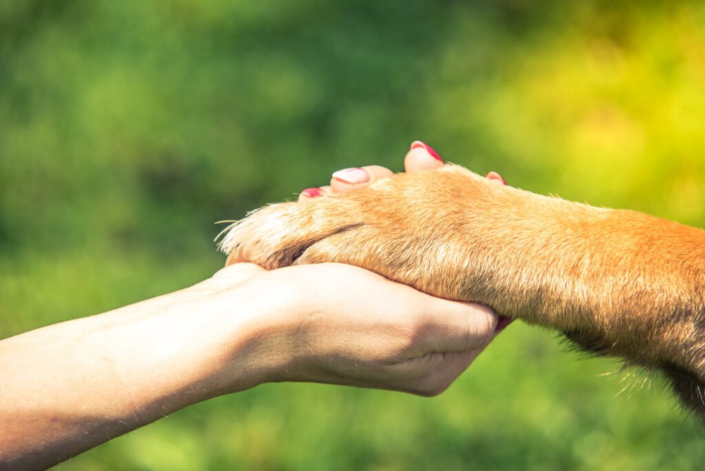 hand holding dog paw, relationship and love concept